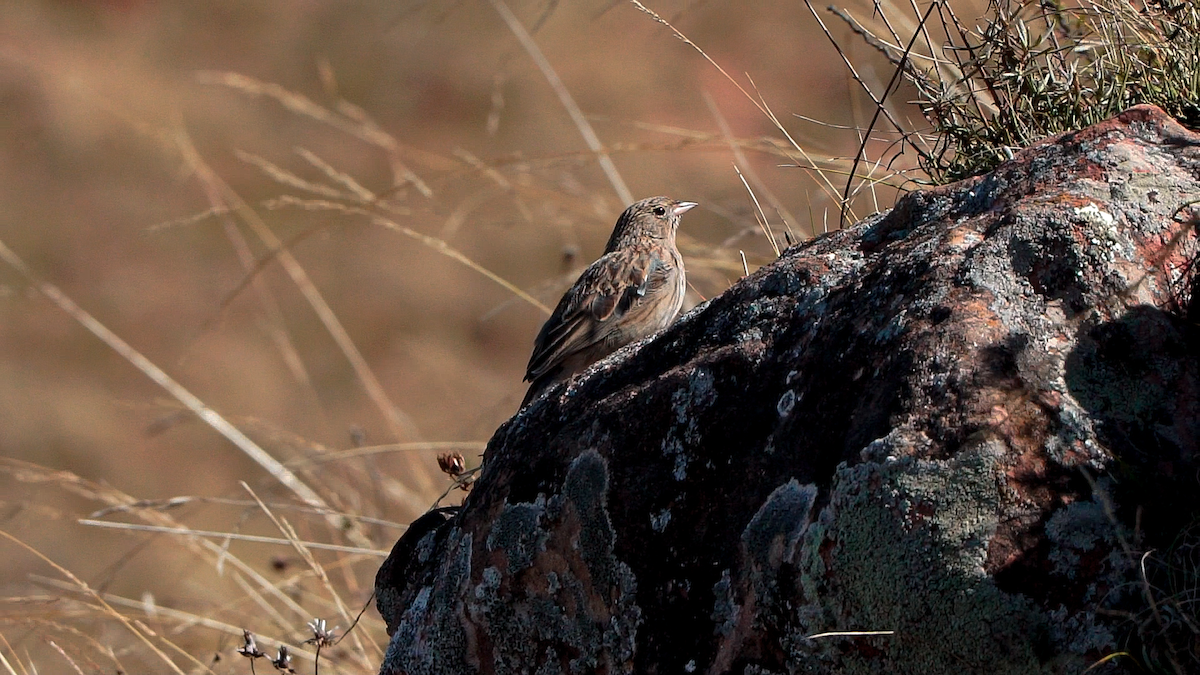 passerine sp. - Proyecto Taguató