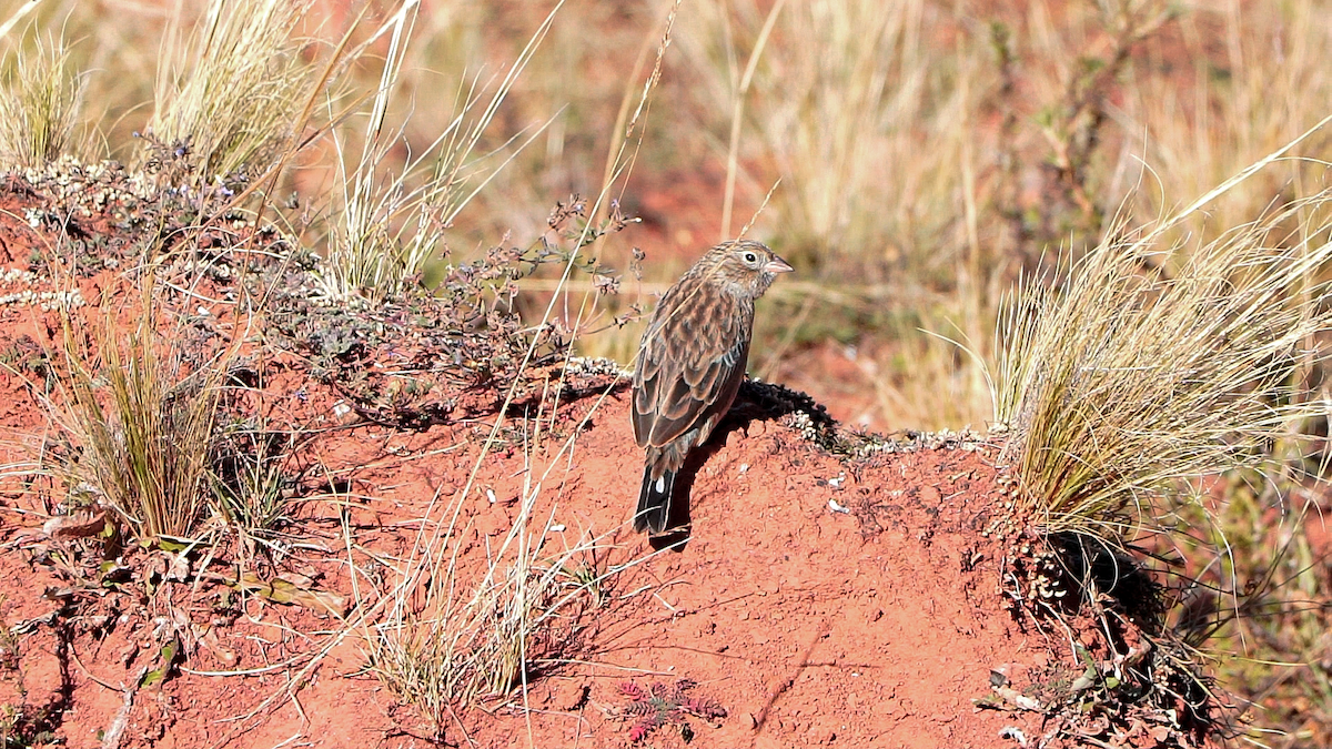 passerine sp. - Proyecto Taguató