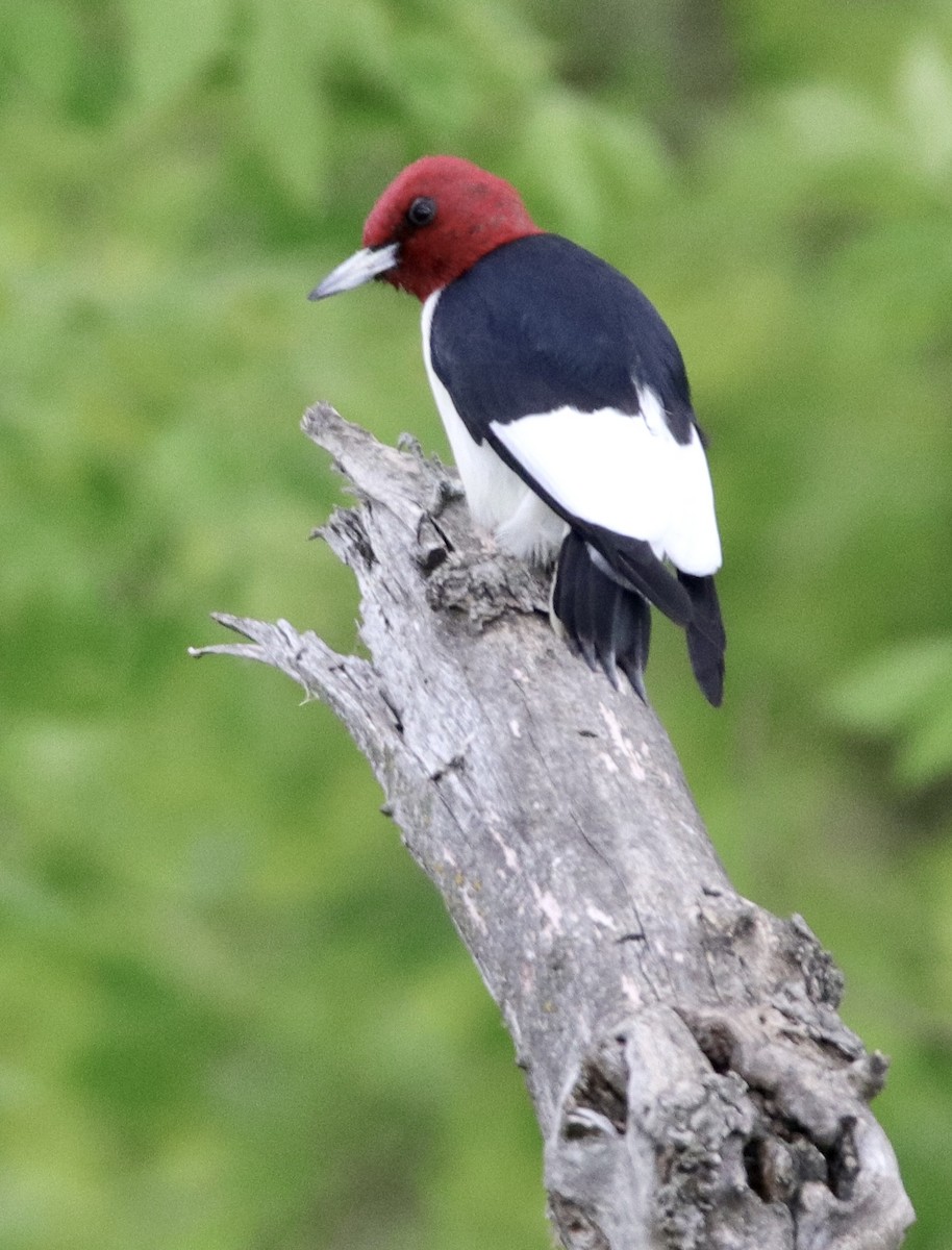 Red-headed Woodpecker - Jay & Judy Anderson