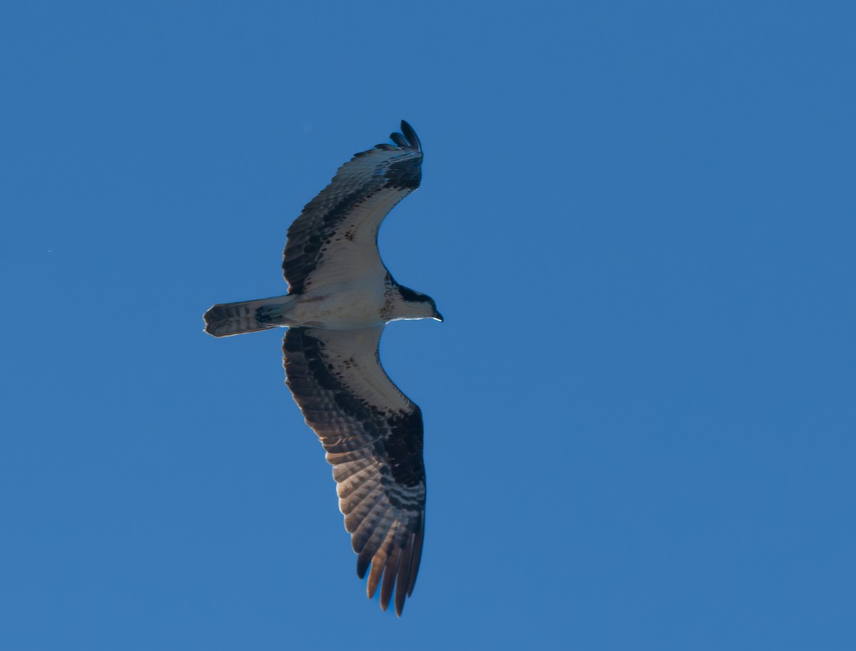 Osprey - Carmen Gumina