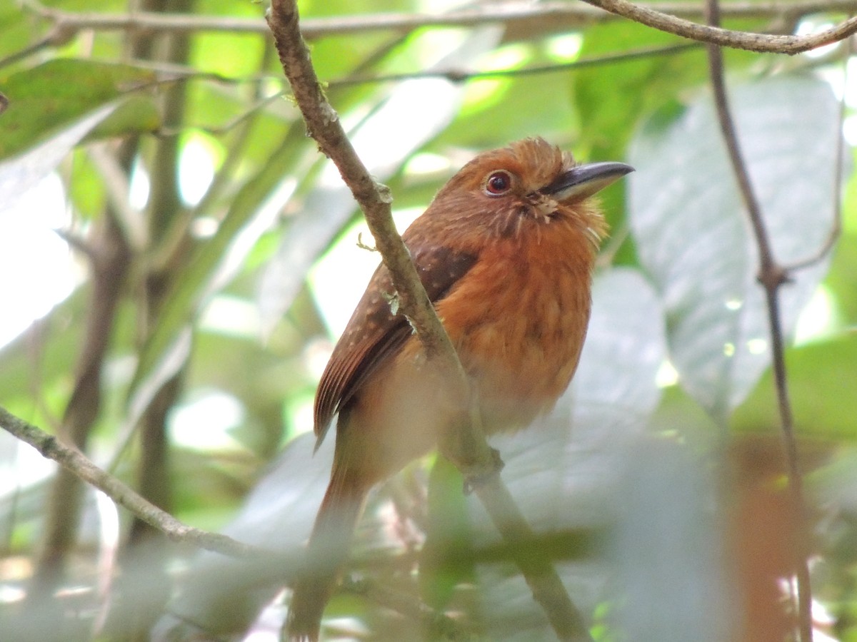 White-whiskered Puffbird - Roger Lambert