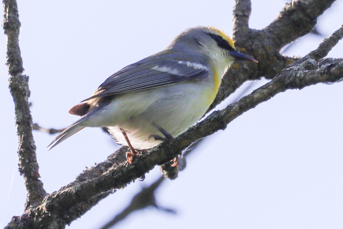 Common Yellowthroat - Laura Brown