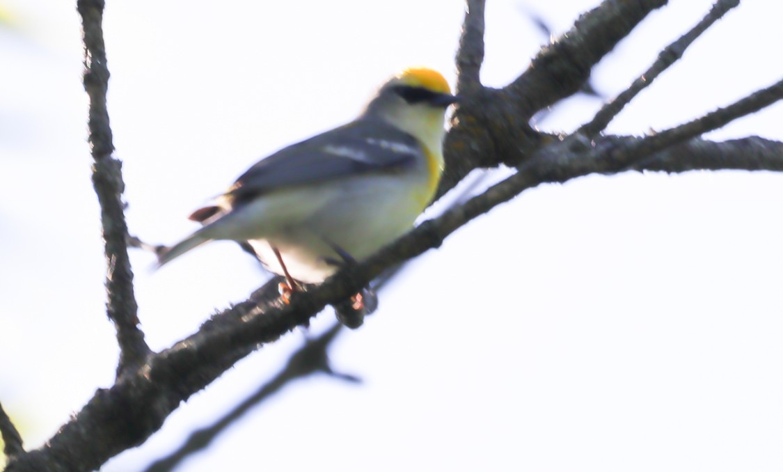 Common Yellowthroat - Laura Brown