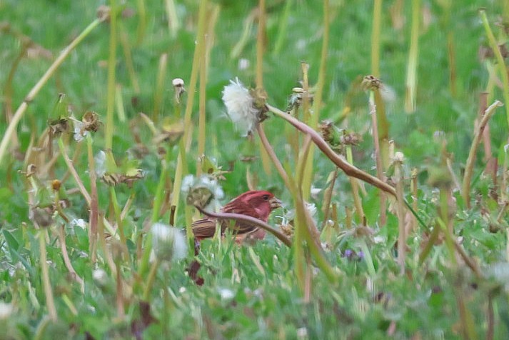 Purple Finch - Carleen Power