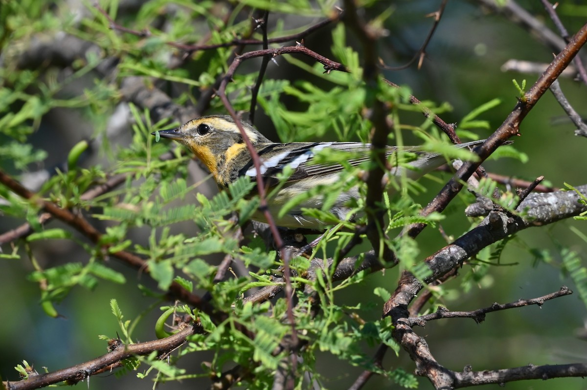 Blackburnian Warbler - Jim Highberger