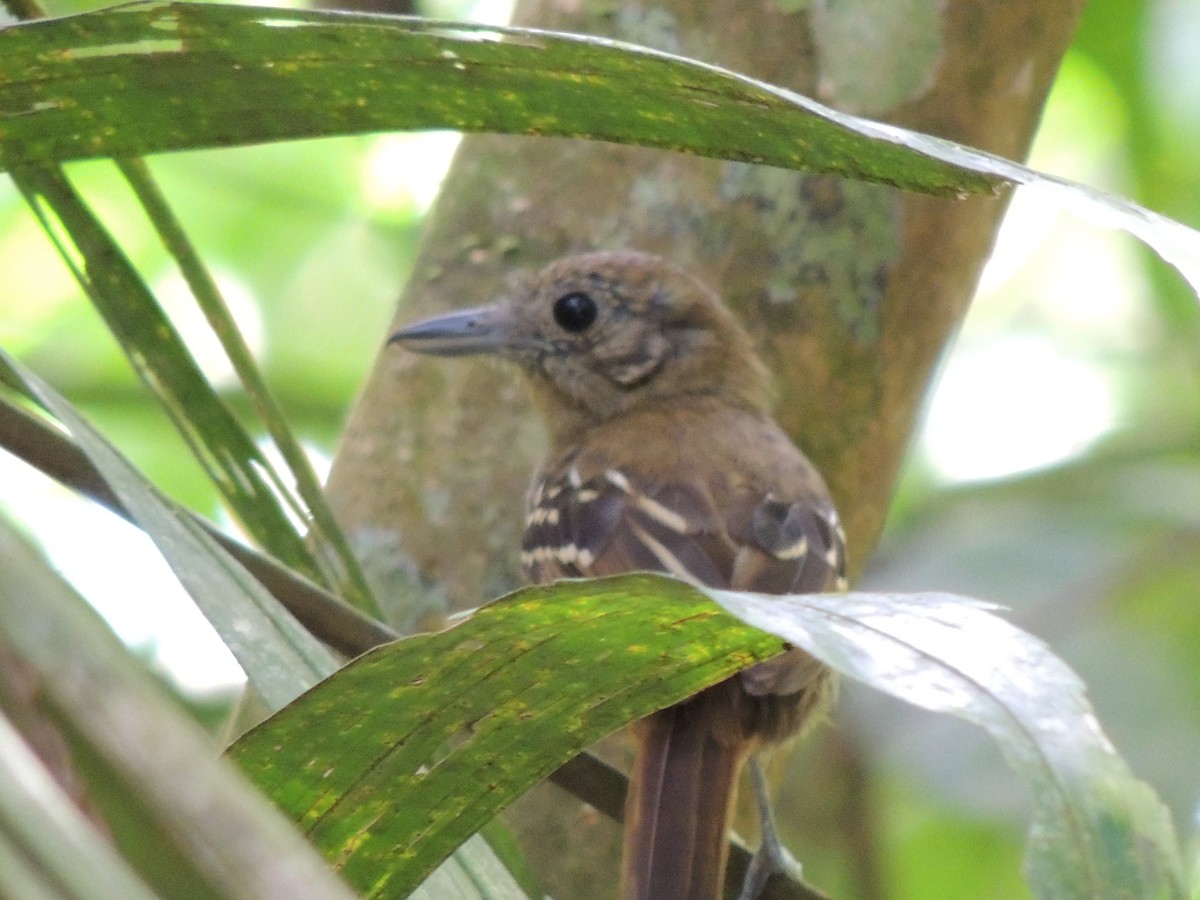 Black-crowned Antshrike - ML619549350