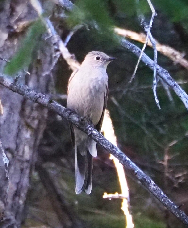 Townsend's Solitaire - Dick Cartwright