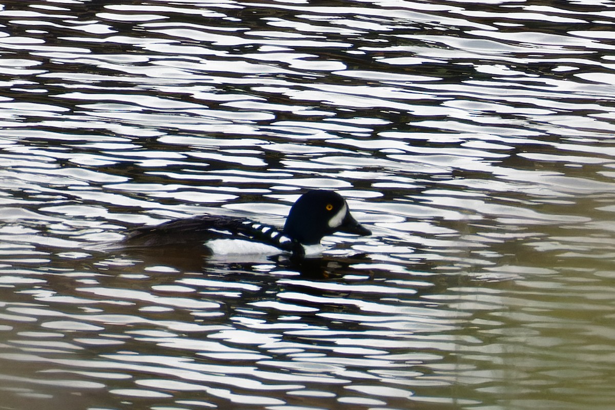 Barrow's Goldeneye - ML619549360