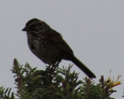 Song Sparrow - Richard Breisch
