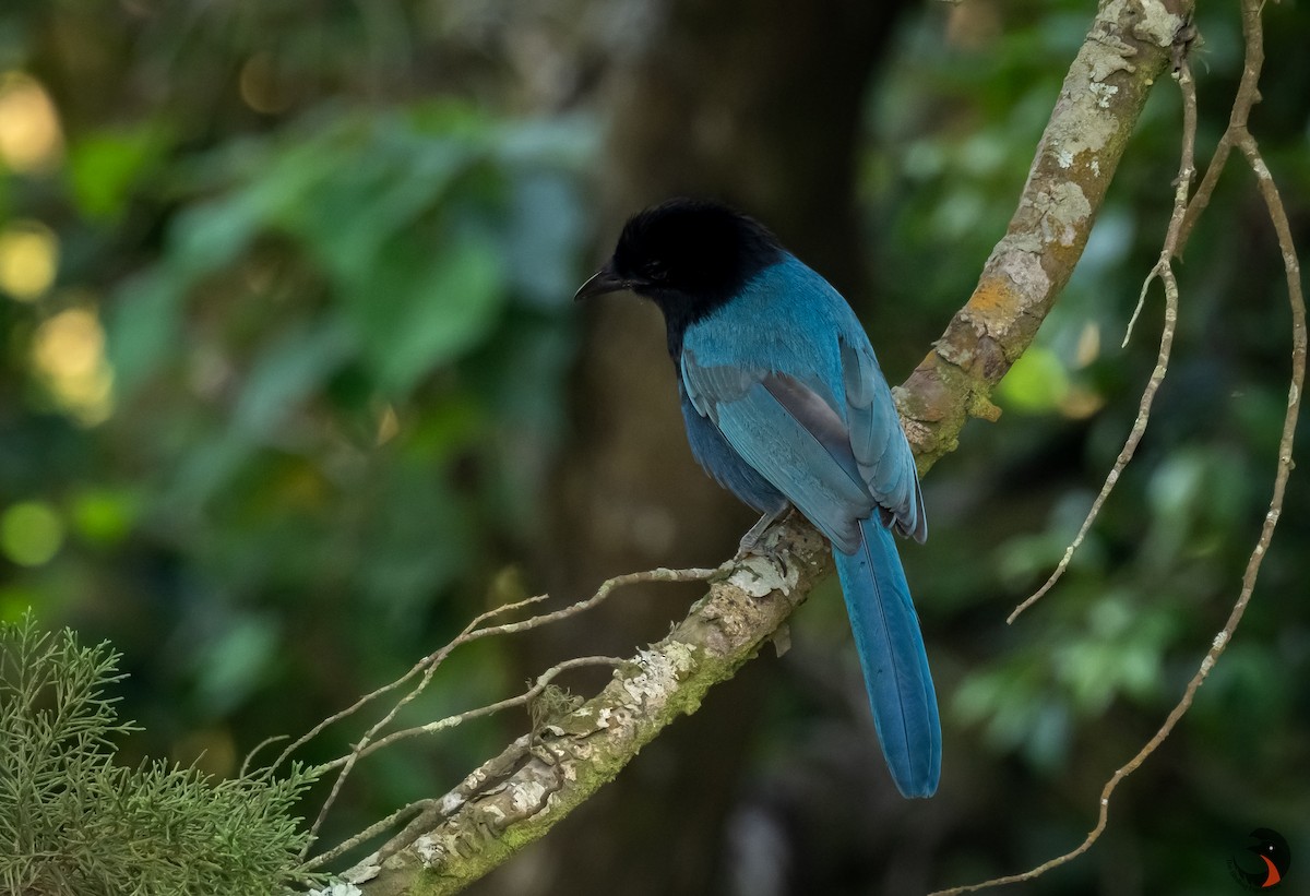 Bushy-crested Jay - David Rodríguez Arias