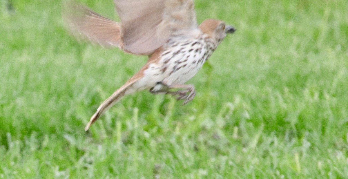 Brown Thrasher - Jay & Judy Anderson