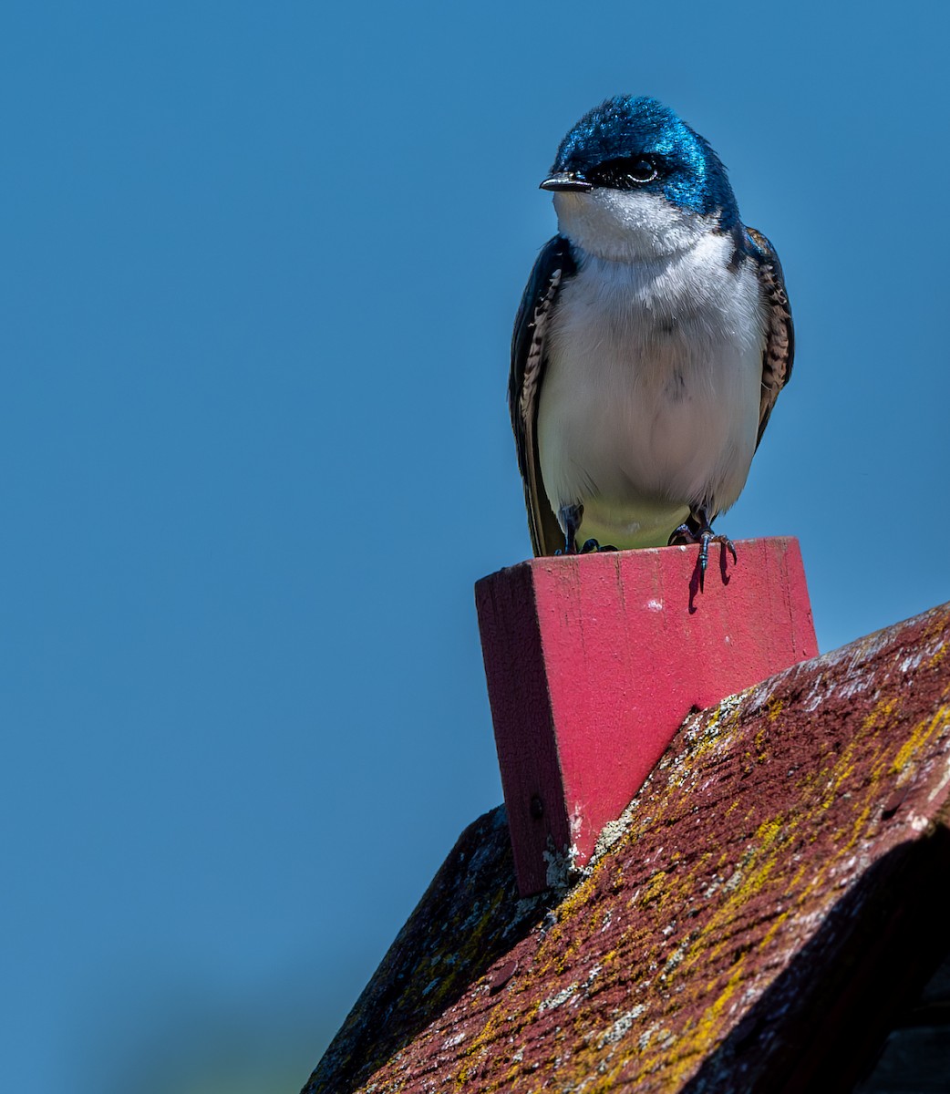 Tree Swallow - Carmen Gumina