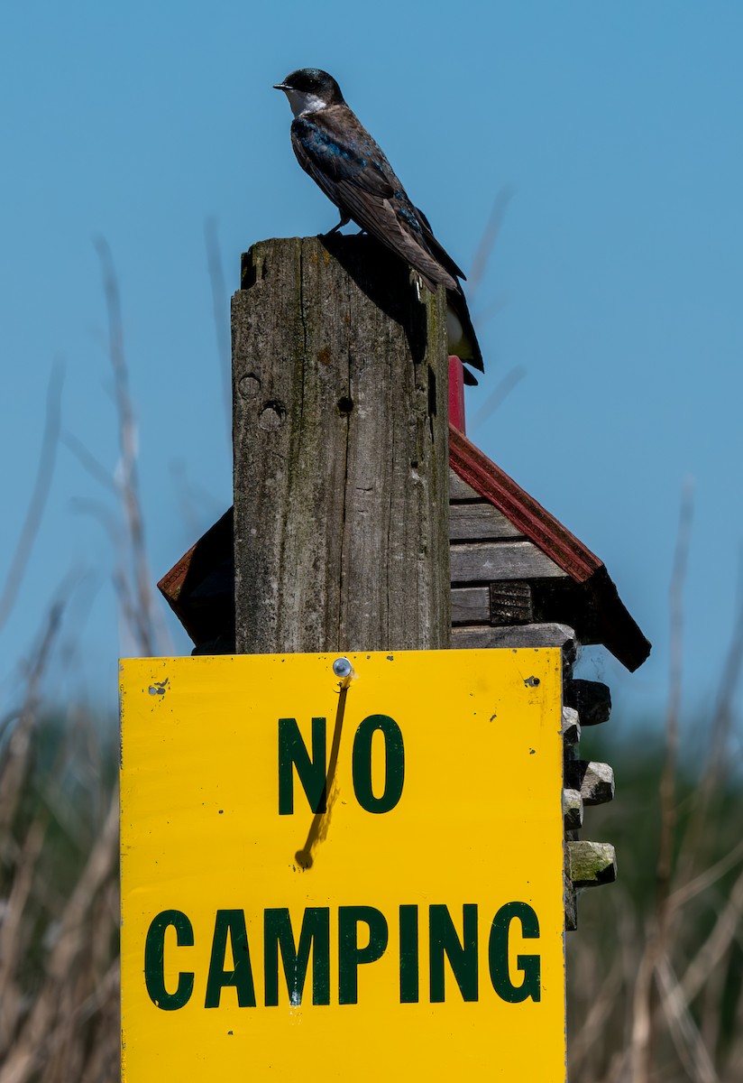 Tree Swallow - Carmen Gumina