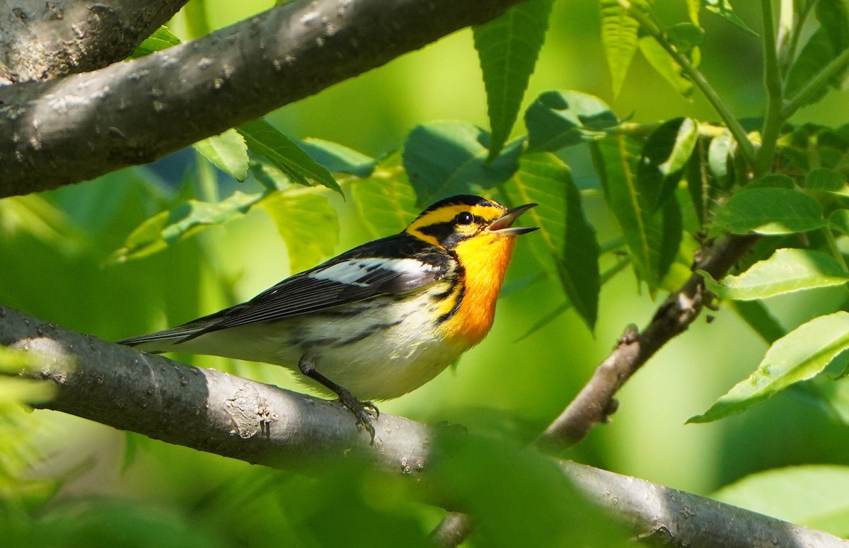 Blackburnian Warbler - Kathryn Kay