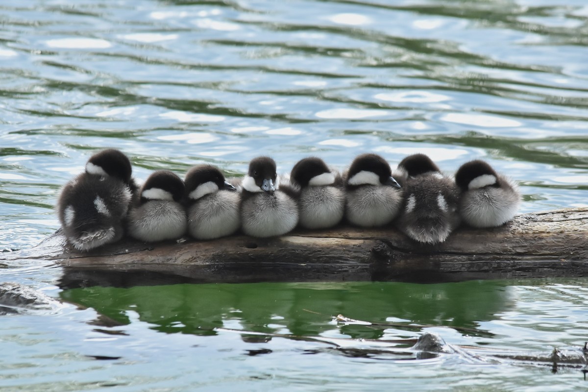 Common Goldeneye - Bruce Werry