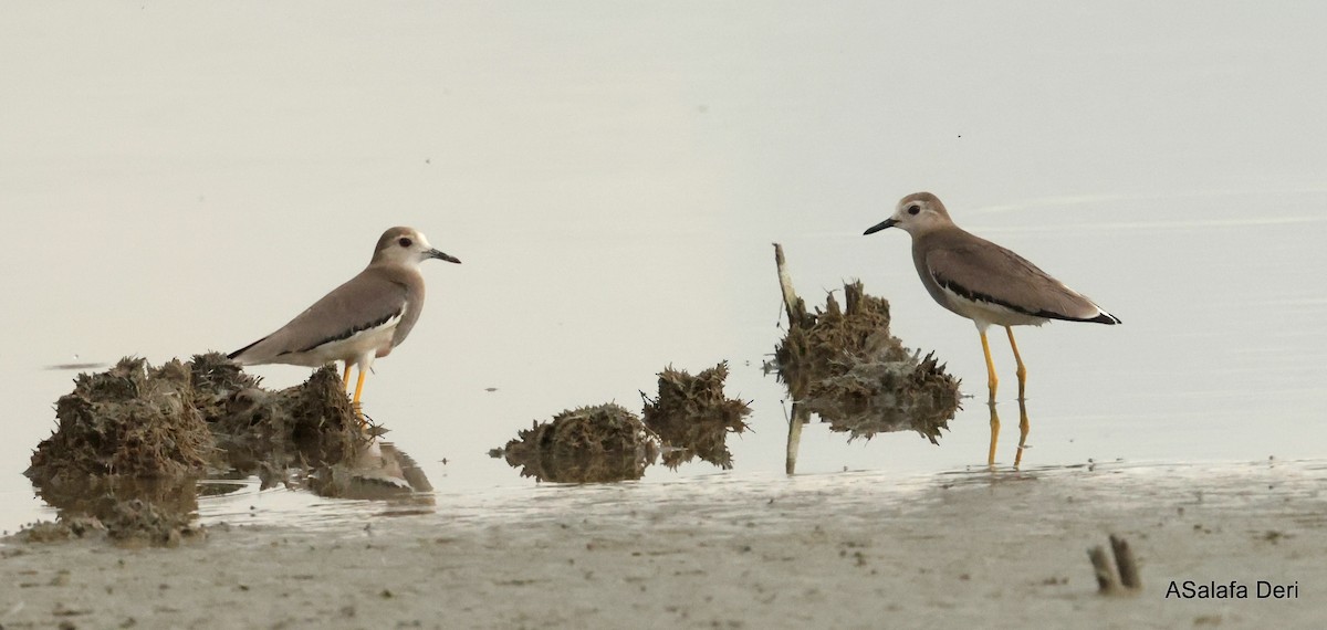 White-tailed Lapwing - Fanis Theofanopoulos (ASalafa Deri)