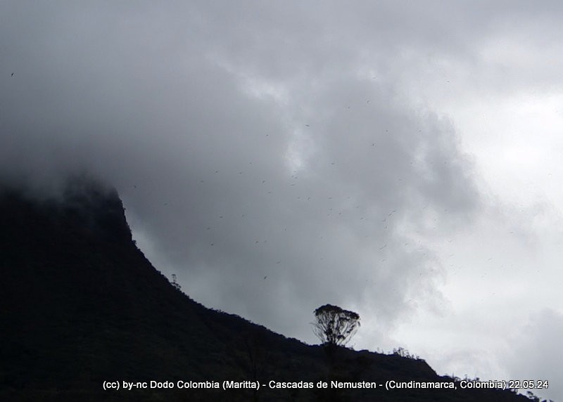 White-collared Swift - Maritta (Dodo Colombia)