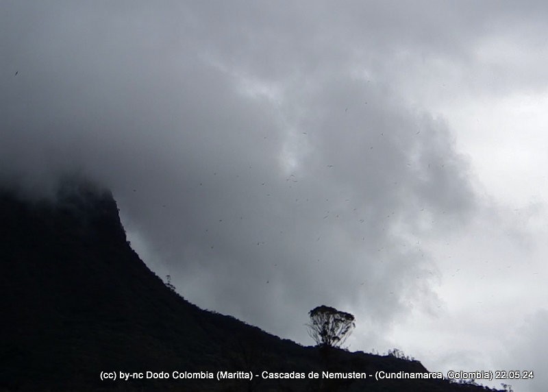 White-collared Swift - Maritta (Dodo Colombia)