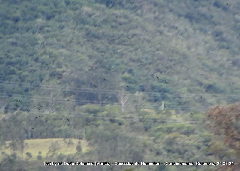 White-collared Swift - Maritta (Dodo Colombia)