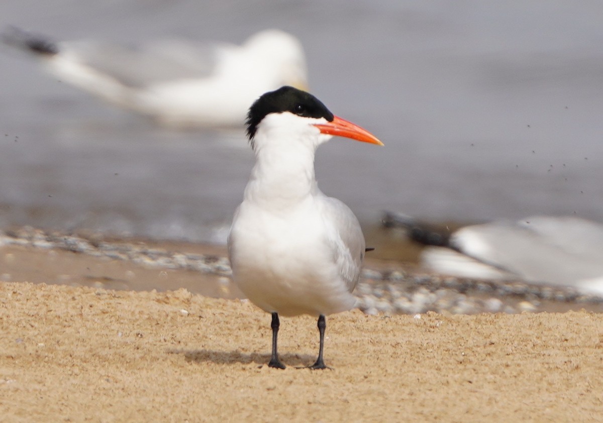 Caspian Tern - Kathryn Kay