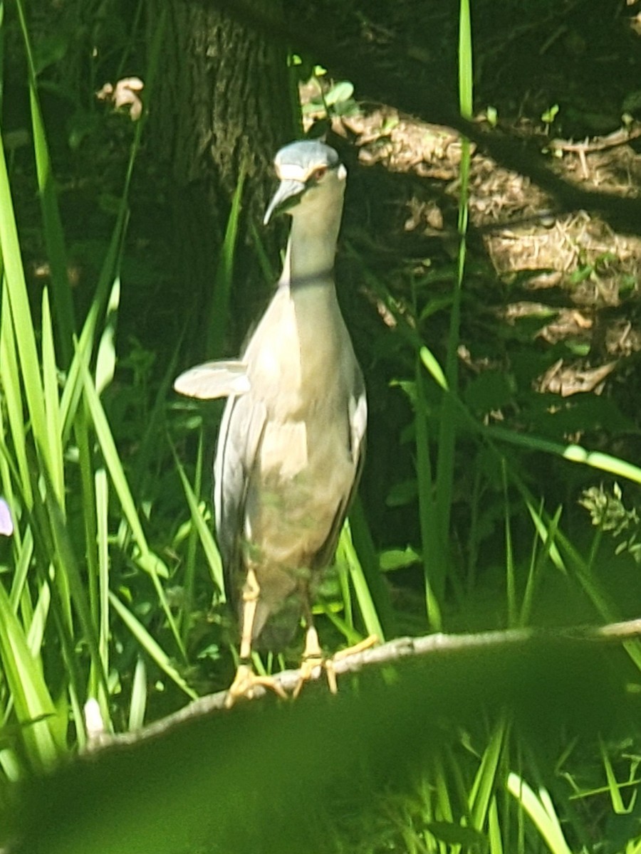 Black-crowned Night Heron - Evelyn Huang