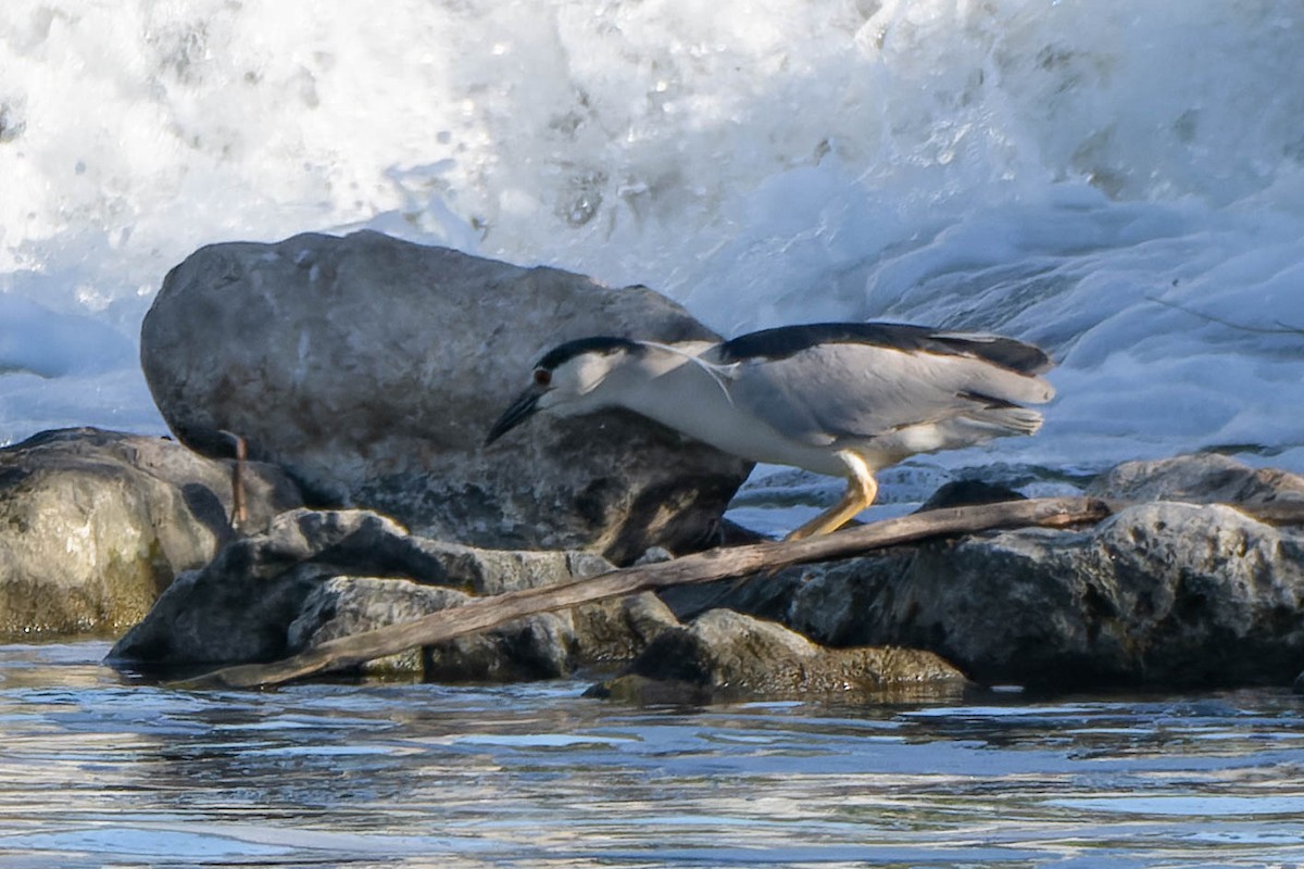 Black-crowned Night Heron - ML619549398