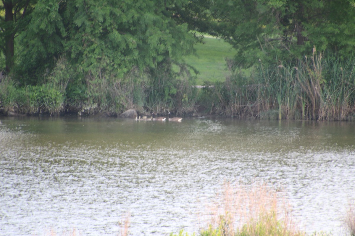 Canada Goose - Mary Ann West