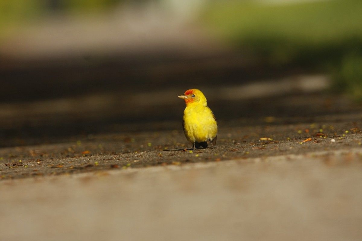 Western Tanager - Isaiah Vonesch