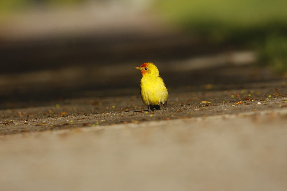 Western Tanager - Isaiah Vonesch