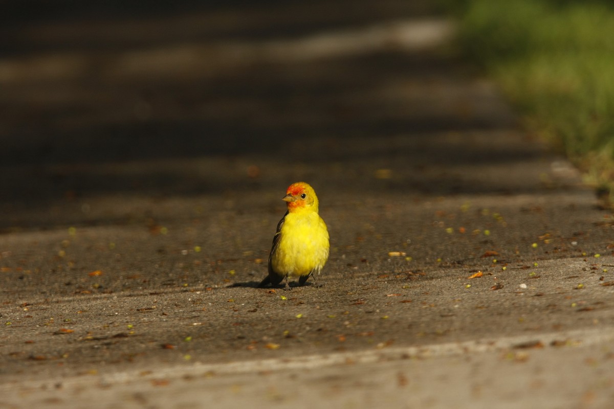 Western Tanager - Isaiah Vonesch