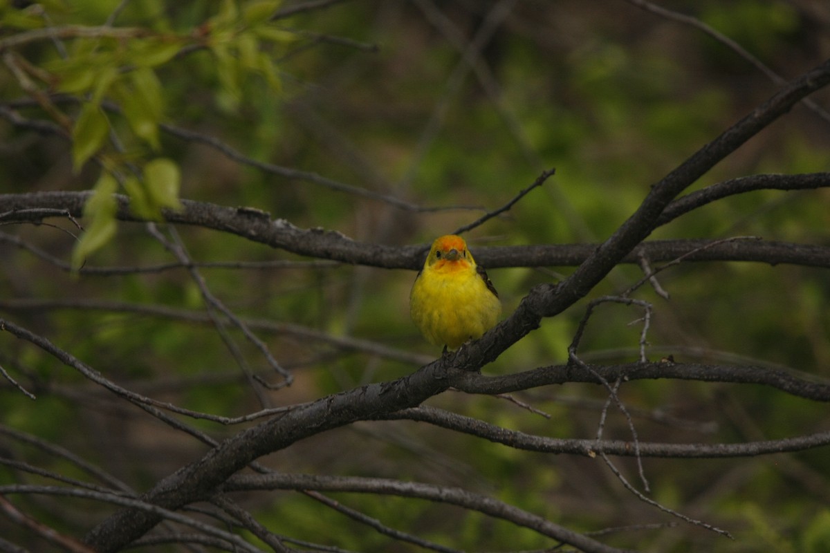 Western Tanager - Isaiah Vonesch