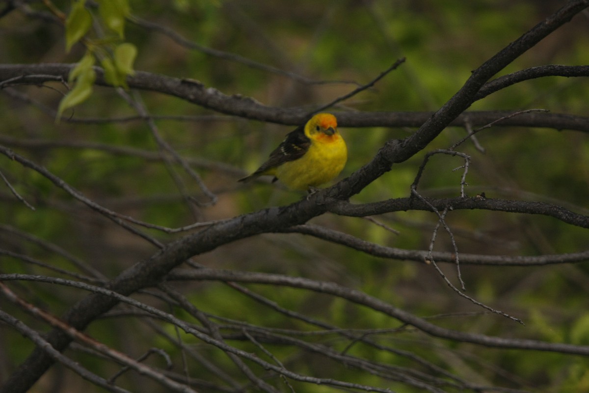 Western Tanager - Isaiah Vonesch