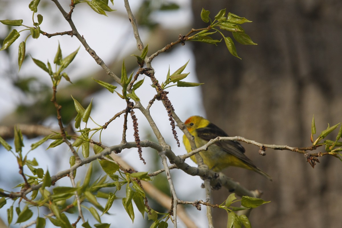 Western Tanager - Isaiah Vonesch