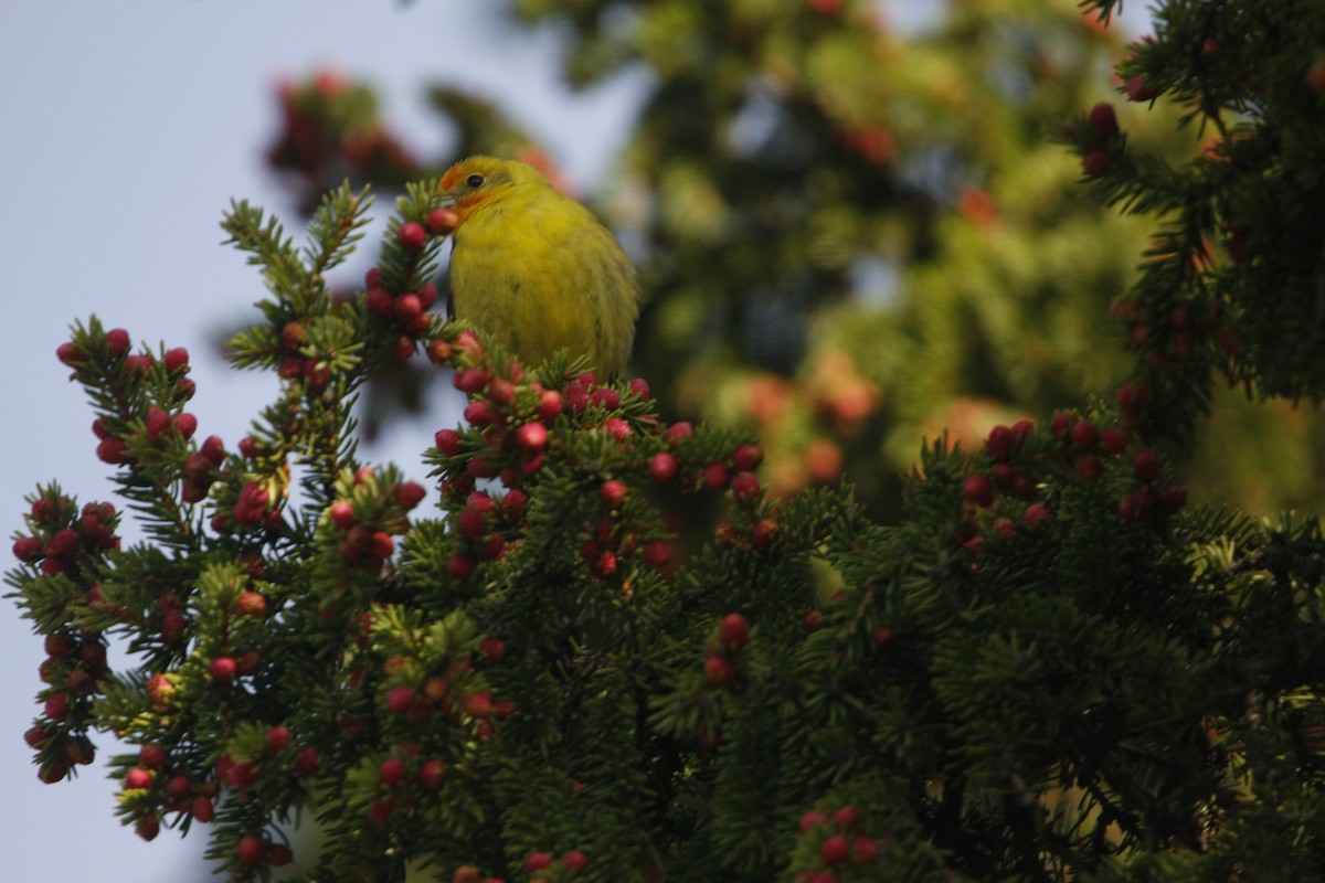 Western Tanager - Isaiah Vonesch