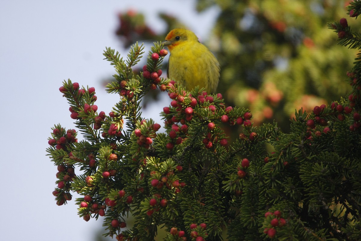 Western Tanager - Isaiah Vonesch