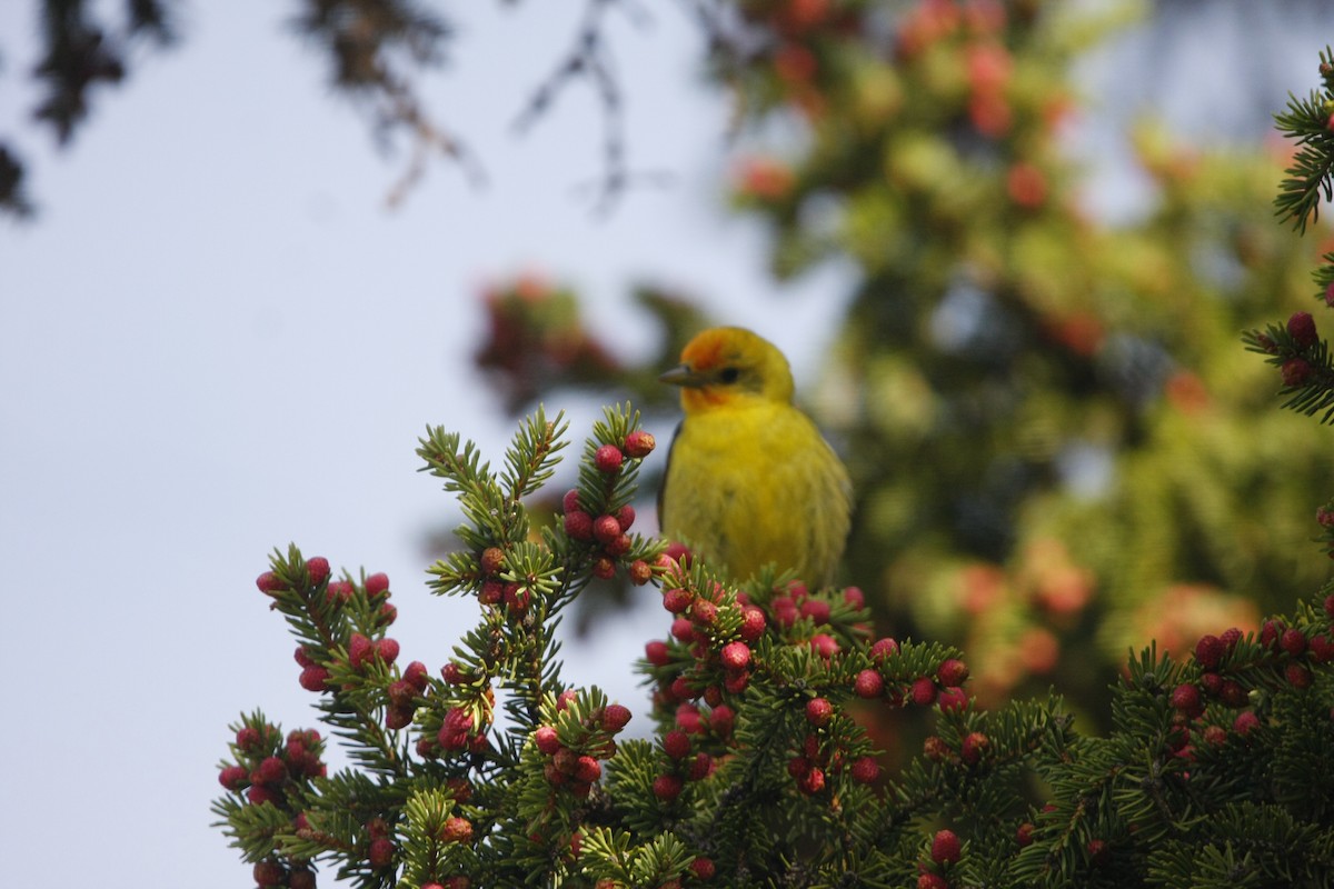 Western Tanager - Isaiah Vonesch