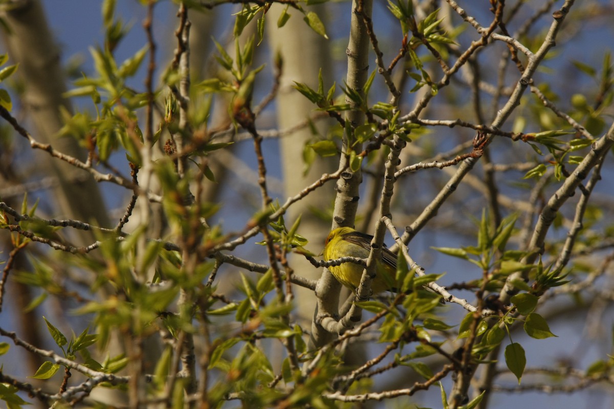 Western Tanager - Isaiah Vonesch