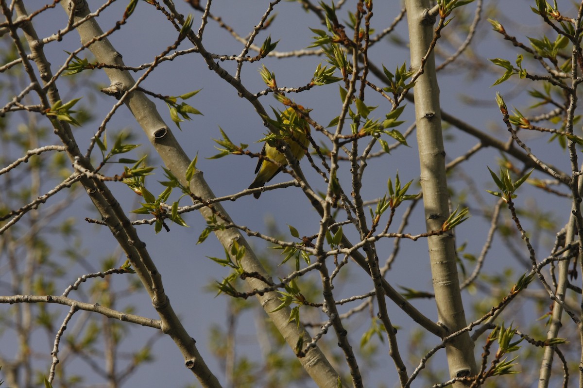 Western Tanager - Isaiah Vonesch