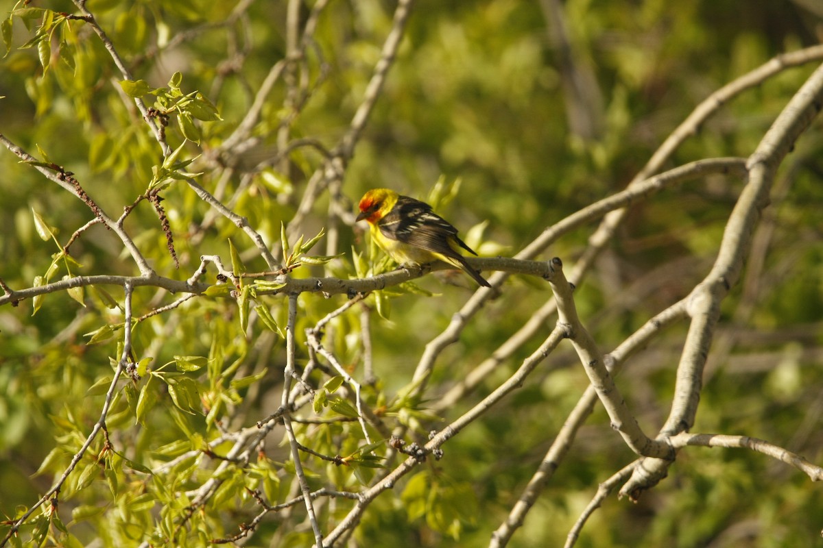 Western Tanager - Isaiah Vonesch