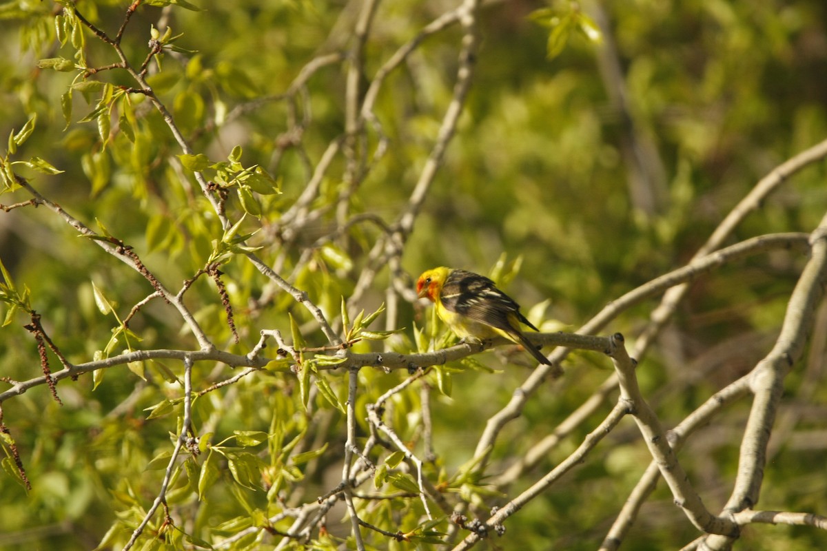 Western Tanager - Isaiah Vonesch