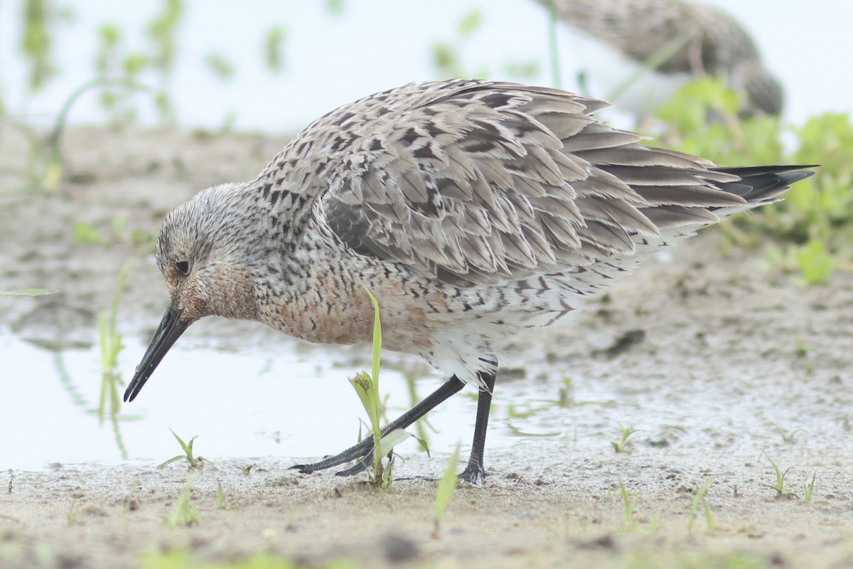 Red Knot - Vikas Madhav Nagarajan