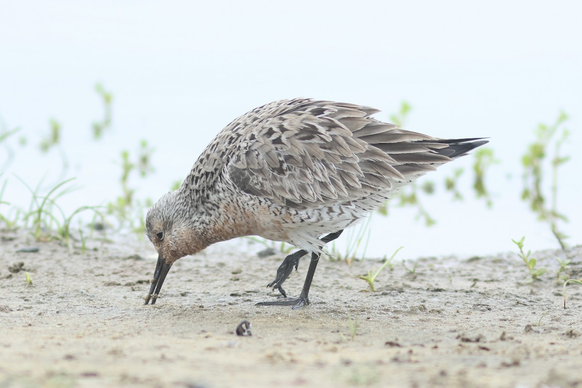 Red Knot - Vikas Madhav Nagarajan