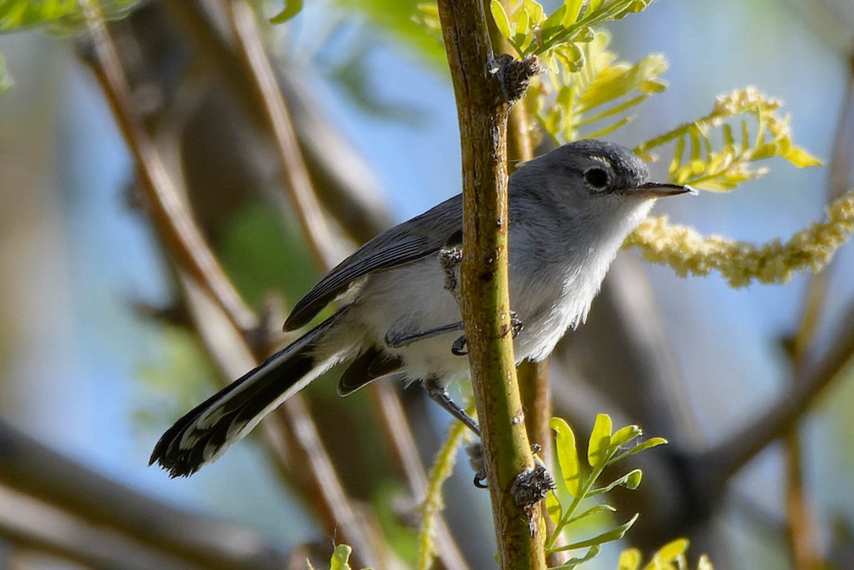 Black-tailed Gnatcatcher - ML619549423