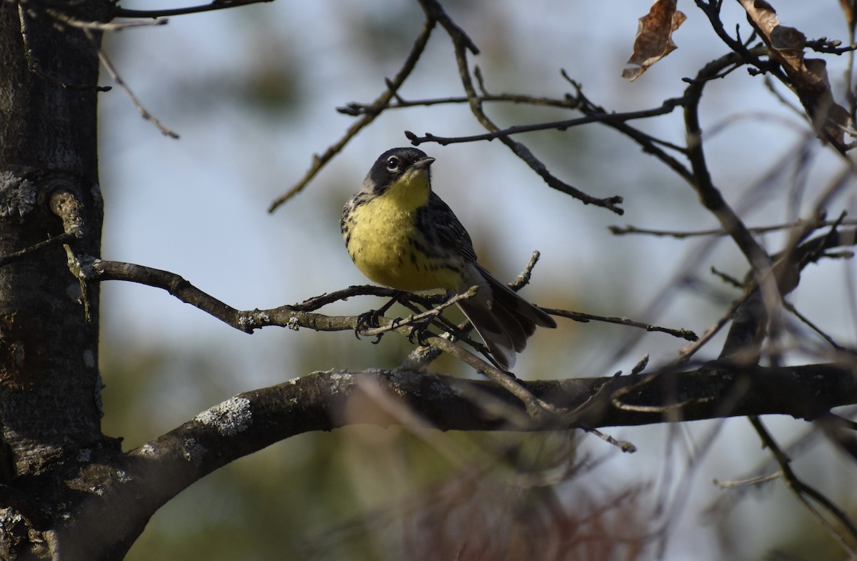 Kirtland's Warbler - Matthew Voelker