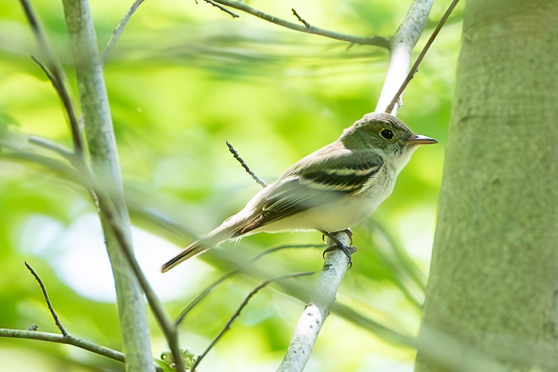 Acadian Flycatcher - Shori Velles