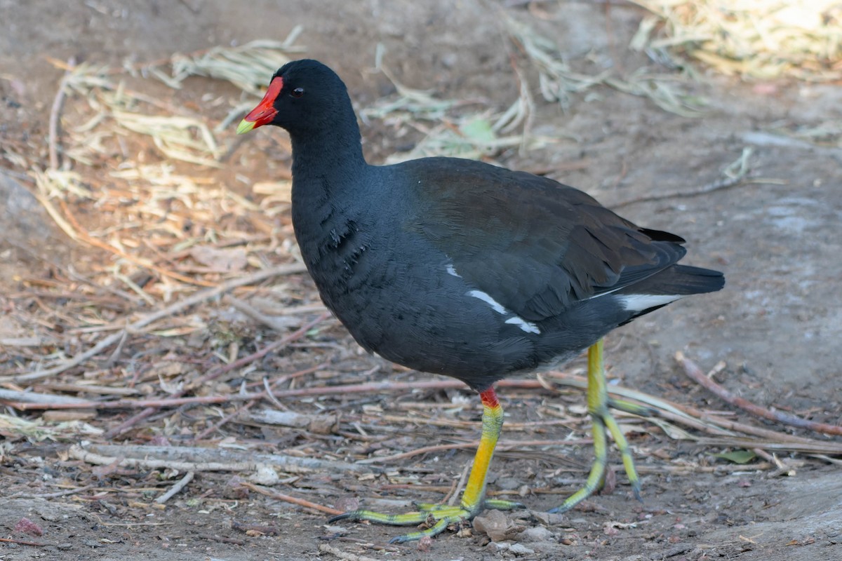 Common Gallinule - Gregg McClain