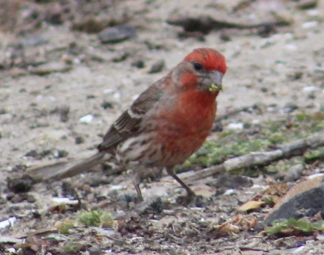 House Finch - Richard Breisch