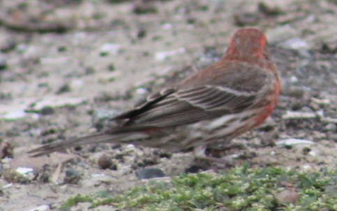 House Finch - Richard Breisch