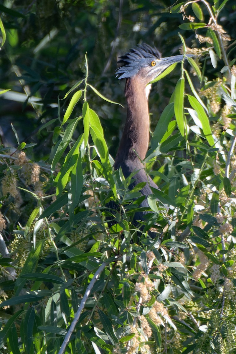 Green Heron - Gregg McClain