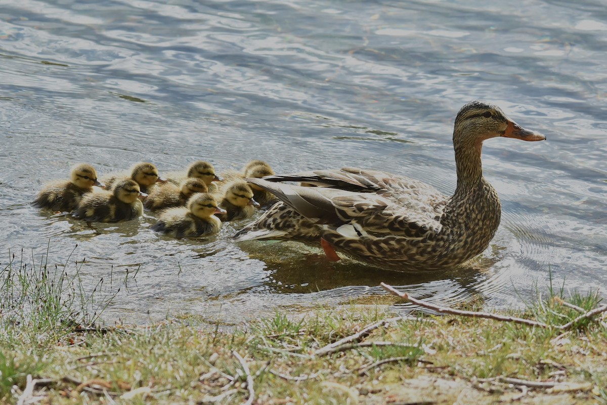 Mallard - Bruce Werry